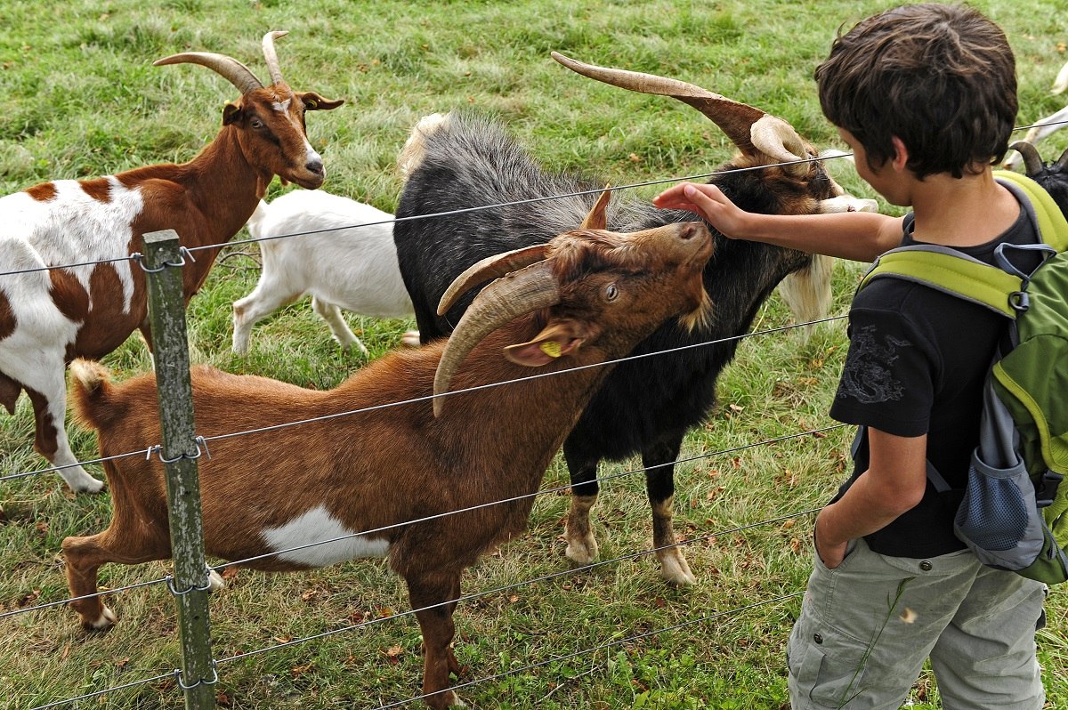 Ein kleiner Junge streichelt durch einen Zaun hindurch neugierige Ziegen