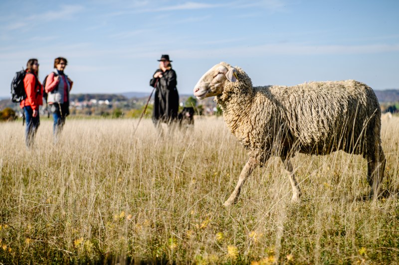 Schaf, Schäferin und Wanderinnen auf dem Albschäferweg