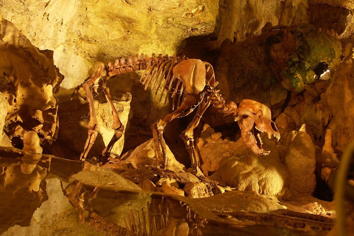 Höhlenbärenskelett in der Bärenhöhle bei Sonnenbühl