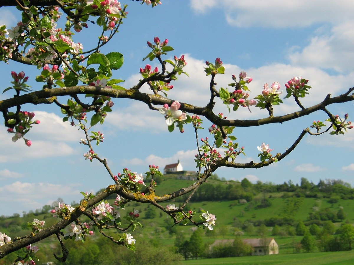 Apfelblüte an der Wurmlinger Kapelle
