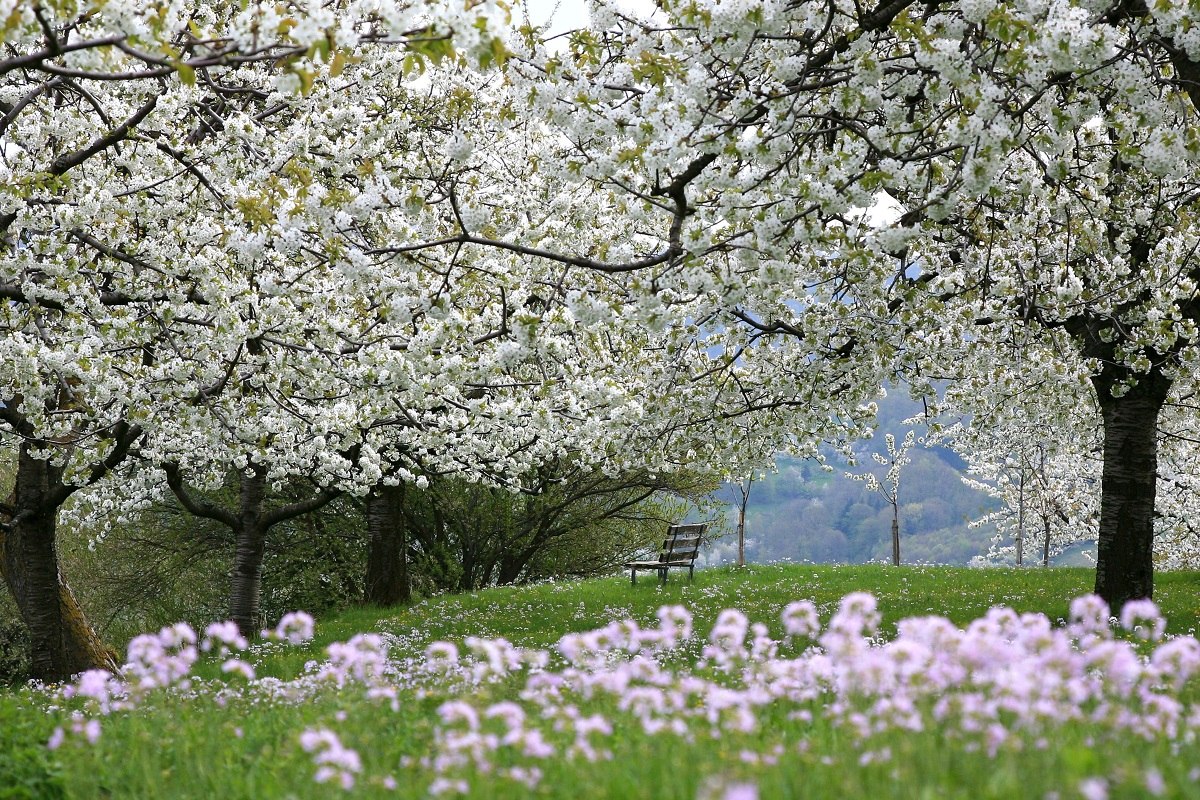Kirschblüte bei Hepsisau