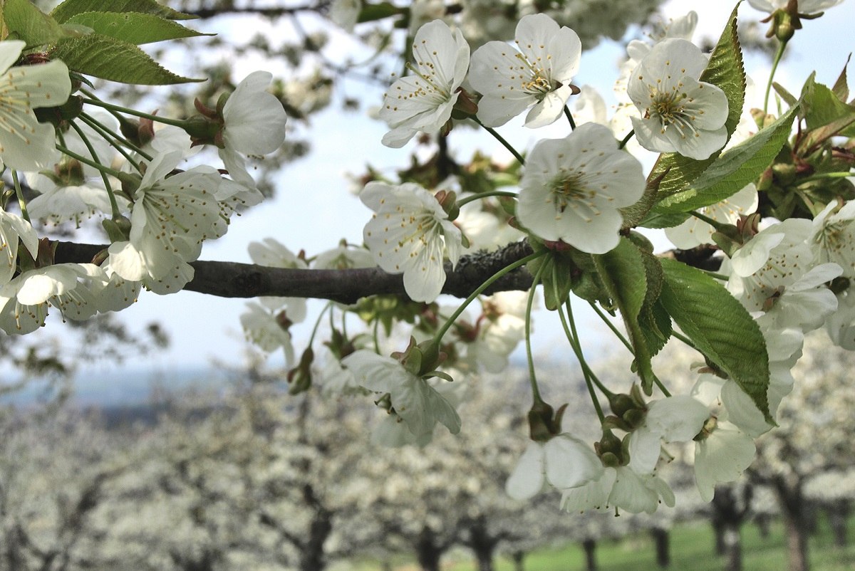 Kirschblüte im Schwäbischen Streuobstparadies bei Mössingen