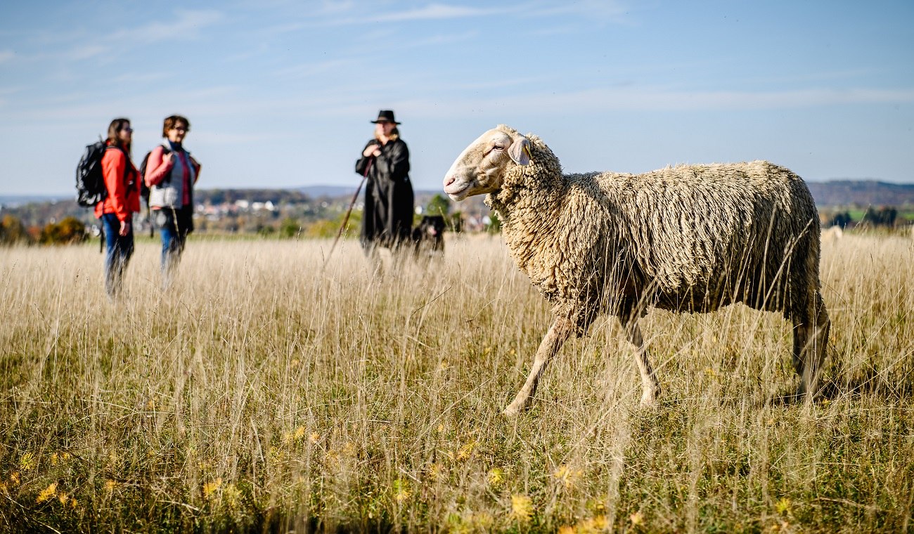 Schaf in Landschaft